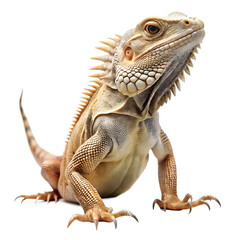 Obraz premium Green iguana reptile isolated on transparent background