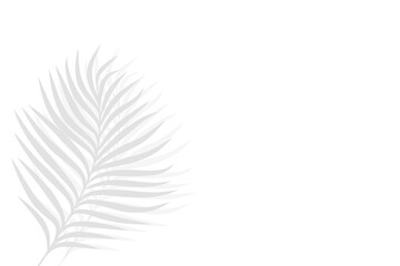 Leaf shadow, palm tree leaves shadow 