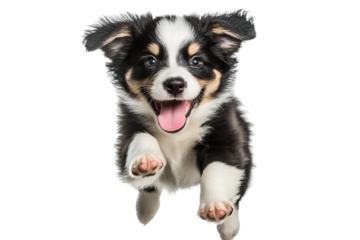 Happy black and white puppy jumping with excitement in a playful pose.