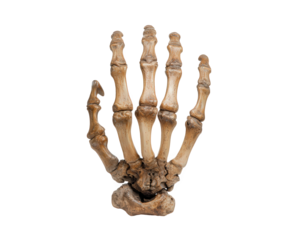 Skeleton hand bone isolated transparency background realistic anatomical structure Halloween decoration spooky eerie detailed medical study horror theme creepy bony texture
