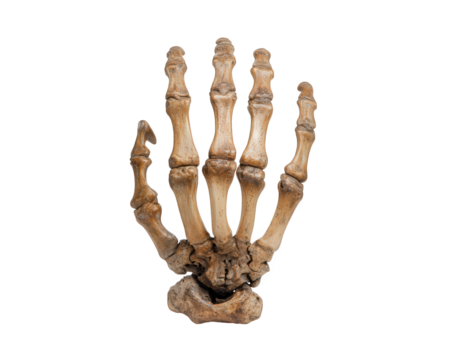 Skeleton hand bone isolated transparency background realistic anatomical structure Halloween decoration spooky eerie detailed medical study horror theme creepy bony texture