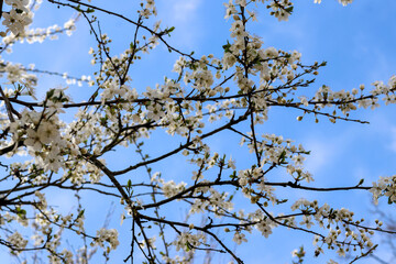 Obraz premium Spring plum blossom branches against blue sky