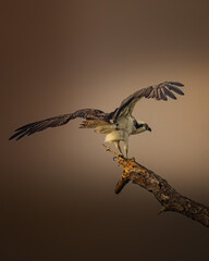 A detailed wildlife photograph of an osprey perched on a tree branch, captured in natural light in...