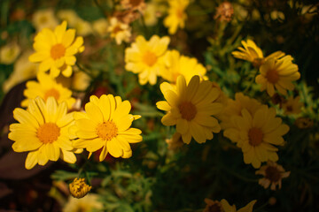 Sunlit yellow daisies with fresh and fading blooms, set against leafy green. A warm scene capturing summer’s end and autumn’s approach.