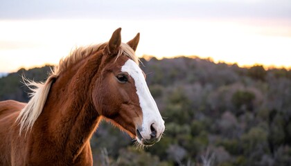 Fototapeta premium Horse at sunset, profile view
