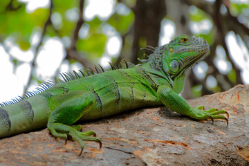 Fototapeta premium Iguana
