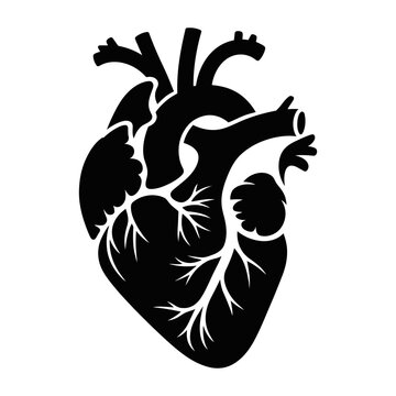 black heart anatomy isolated clip art preview