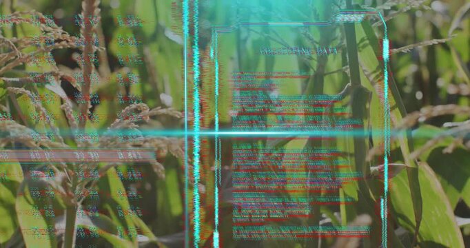 Cyan grid fading starting scan lines sweeping crop stalks, code panels scrolling for data gathering
