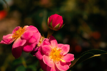 Pink rose in full bloom with golden stamens, set against a dark blurred background—vivid petals and soft greenery create elegant floral beauty.