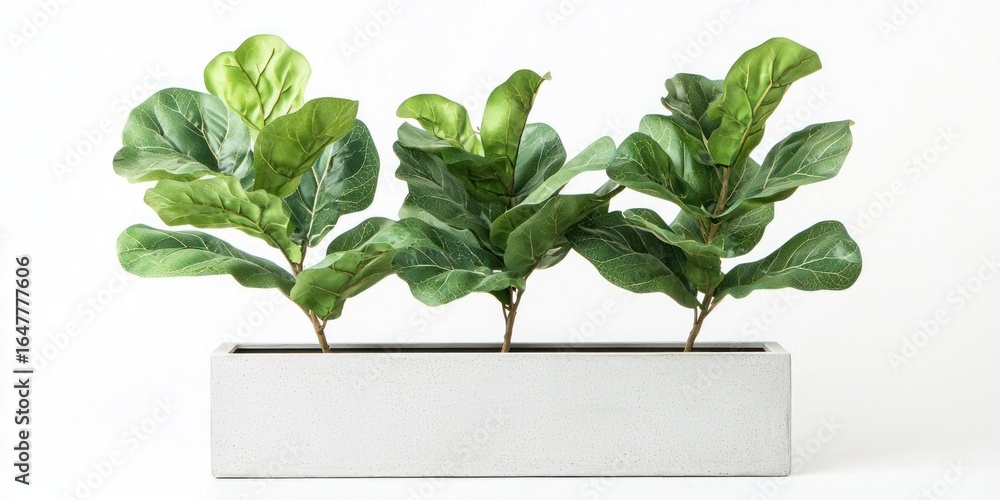 Poster a rectangular planter with three fiddle leaf fig plants arranged in a row against a plain white back
