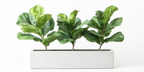A rectangular planter with three fiddle leaf fig plants arranged in a row against a plain white background. The plants have large, glossy green leaves with a textured surface. 