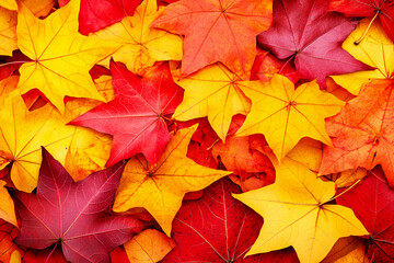 Close up of many maple autumn leaves in various colors. Concept of fall, nature, texture, pattern.