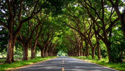 Obraz premium Scenic road with majestic trees forming a green canopy for a beautiful view