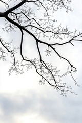 Bare tree branches against a cloudy gray sky. Concept of winter, nature, minimalist, simple.