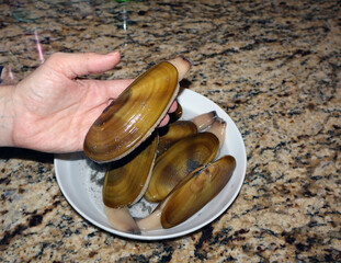 female holding pacific razor clam