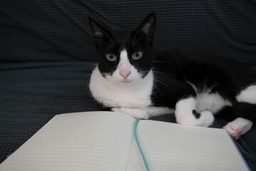 Cat on black sofa with a notebook