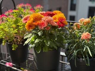 Beautiful red, orange and pink Chrysanthemum autumn flowers in balcony garden close up, floral...