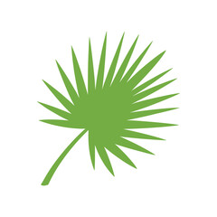 Green palm leaf frond tropical plant