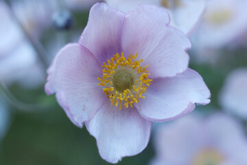 Fototapeta premium a japanese windflower in the summer garden