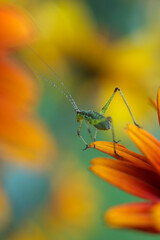 katydid on a beautiful orange oxeye flower in the garden