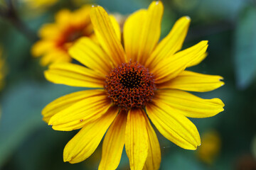 a single Heliopsis helianthoides 'BURNING HEARTS' rough oxeye, false sunflower, selective focus