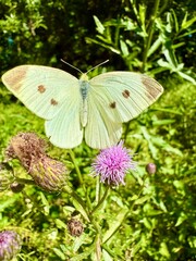 Beautiful color butterfly in nature. 