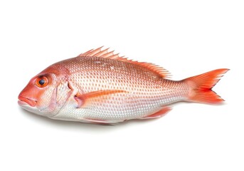 Whole fresh red snapper fish presented horizontally on white seafood