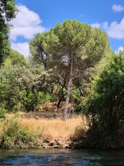2025-07 - Río Jándula - Sierra Morena