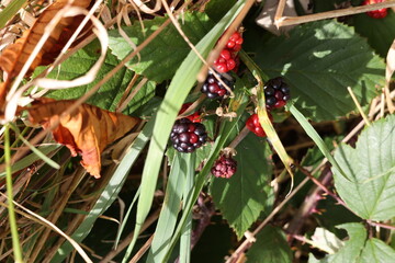 A bunch of blackberries are growing on a bush