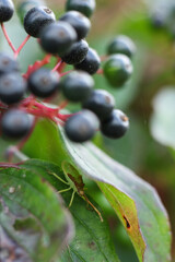 Gonocerus acuteangulatus on a bloody dogwood leaf
