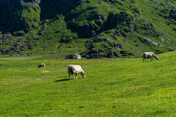 Fototapeta premium Haukland e Uttakleiv Beach: due splendide spiagge caraibiche alle Isole Lofoten, nella contea di Nordland, in Norvegia