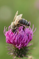 Macro Bee on Thistle Flower, Close-Up Pollination, Detailed Insect Photography
