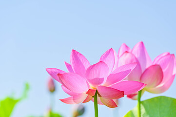 Fototapeta premium 夏に花咲く蓮の花 安曇野