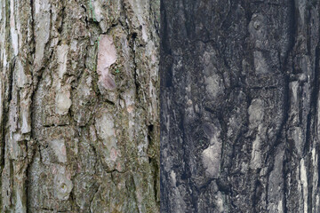 Background image for design, banner poster background, walnut tree texture, tree bark.
