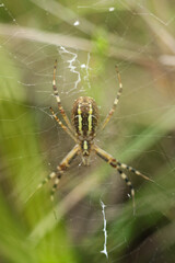 Wasp spider (Argiope bruennichi) on the web