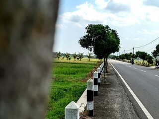 Scenic roadside view with a tree, road, and green field under a blue sky