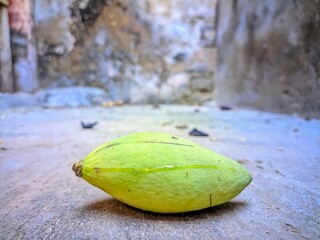 Mango fruit on the ground in my garden