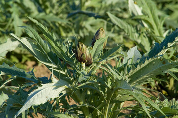 Agriculture, Artichoke Field. Nurra. Sassari, Sardinia, Italy.