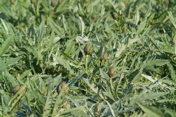 Agriculture, Artichoke Field. Nurra. Sassari, Sardinia, Italy.
