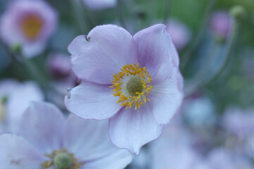 a japanese windflower in the summer garden