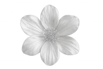 Obraz premium Blooming white flower set against a transparent background, enhancing graphic design projects with elegance and natural beauty