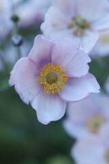 Obraz premium a japanese windflower in the summer garden