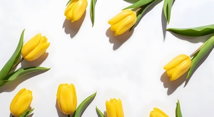 Bright Yellow Tulips with Green Leaves Arranged on White Background for Spring Floral Design