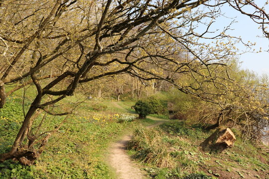 tree in the field