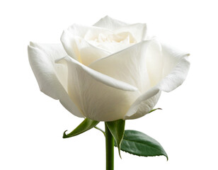 Partially Open Black and White Rose with Stem and Leaves, Angled View, Isolated