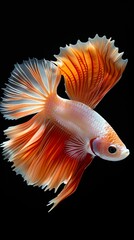 Fototapeta premium A close macro shot captures an orange and white betta fish on a black background.