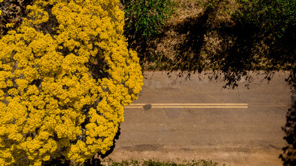 Ipê amarelo por cima de uma estrada de asfalto