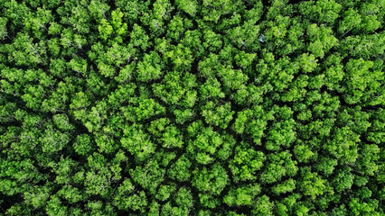 Overhead View of Lush Forest Canopy: A mesmerizing aerial perspective reveals a dense canopy of vibrant green trees, creating a textured tapestry of nature's beauty. 