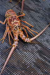 Closeup of spiny lobster on fishing net
