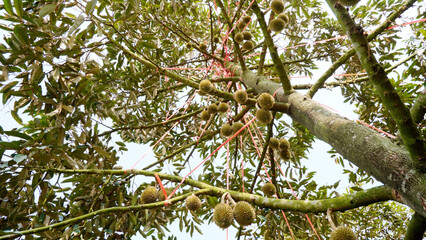 Durian Paradise: A perspective of an abundantly laden durian tree against the cloudy sky, evoking the richness of agriculture and the bounty of nature.